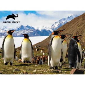 Quebra Cabeça 3d - Animal Planet Família Pinguim 100pcs-BR2116-55836