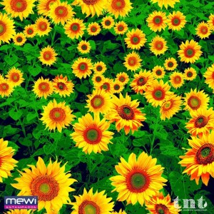 Tnt Estampado 1,40m 40g Flores Do Sol-102595-64263