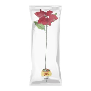 Flor Bico De Papagaio-831116