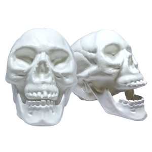 Enfeite de halloween crânio branco com mandíbula-899528-26241